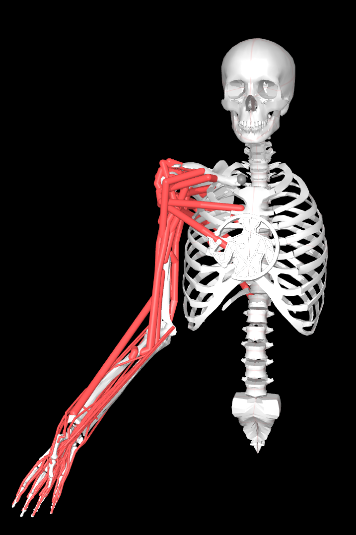 myoarm_demo
