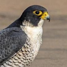 Avatar for Eric Buehler from gravatar.com