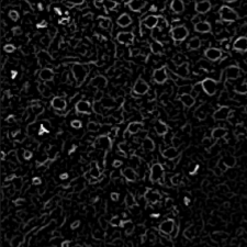 Avatar for Ahmed Gado from gravatar.com