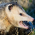 Avatar for bretttolbert from gravatar.com