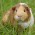 Avatar for p208p2002 from gravatar.com