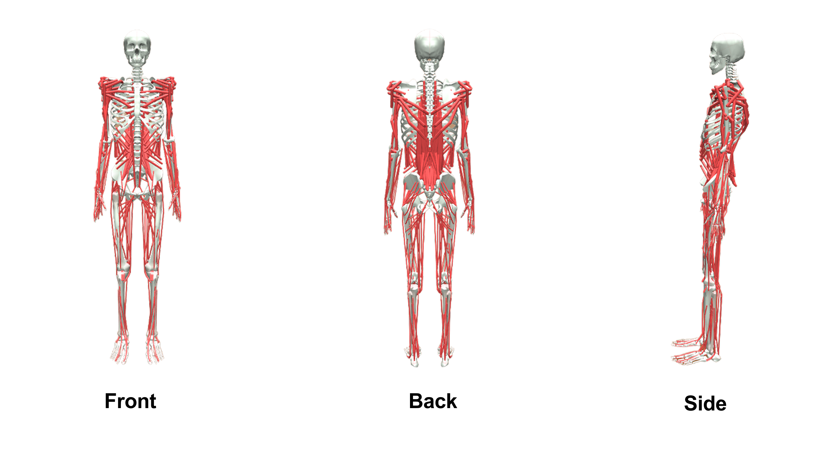 MyoFullBody