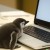 Avatar for PinguiMaya from gravatar.com