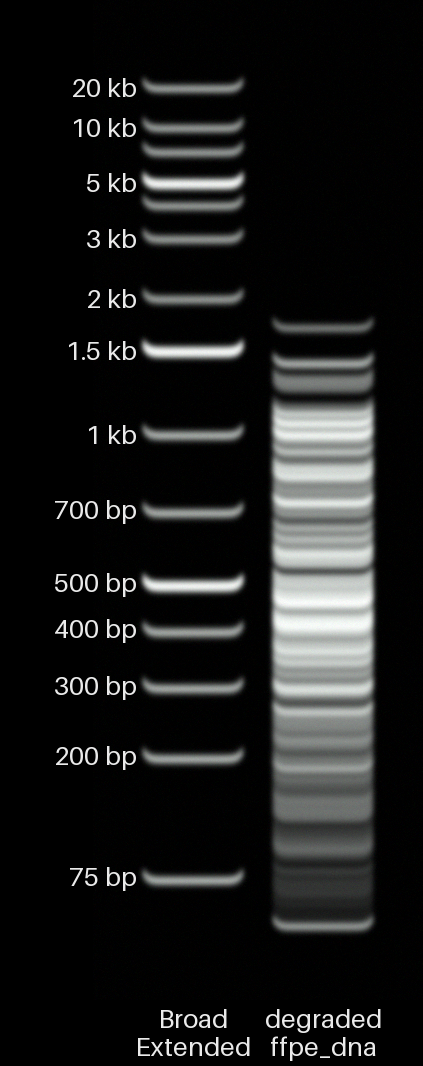 Degraded FFPE DNA
