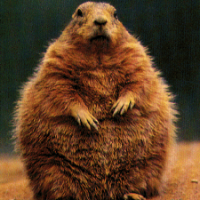 Avatar for Mark Ghiorso from gravatar.com