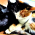 Avatar for yflu from gravatar.com