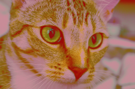 The results of applying the gruvbox palette to the Scikit-Image Chelsea image