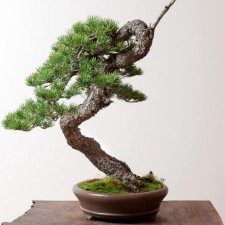 Avatar for Elias Santistevan from gravatar.com