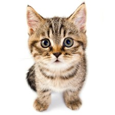 Avatar for ecnerwala from gravatar.com