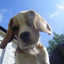 Avatar for simonmcmanus from gravatar.com