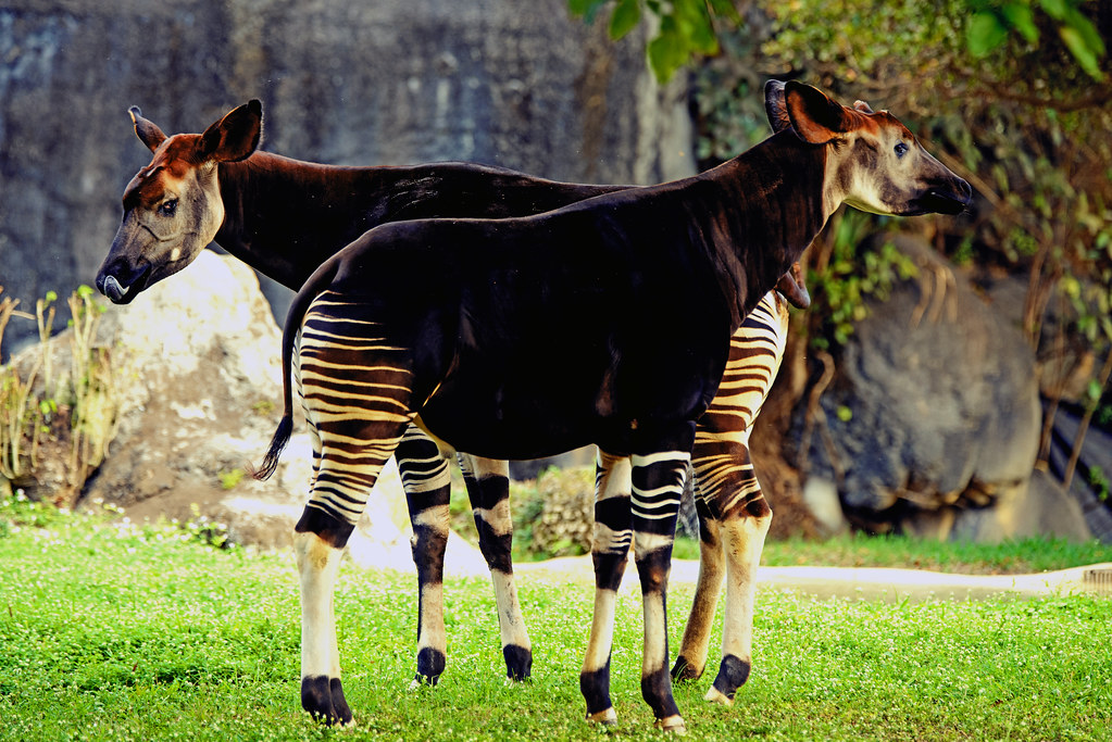 Okapi