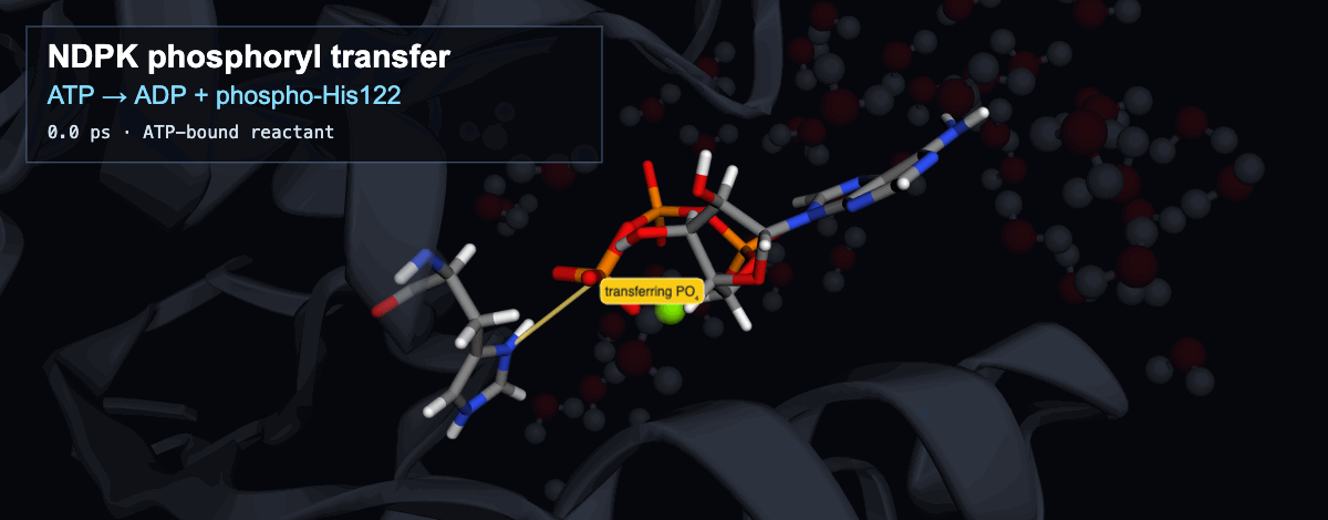 NDPK-catalyzed ATP-to-ADP reaction