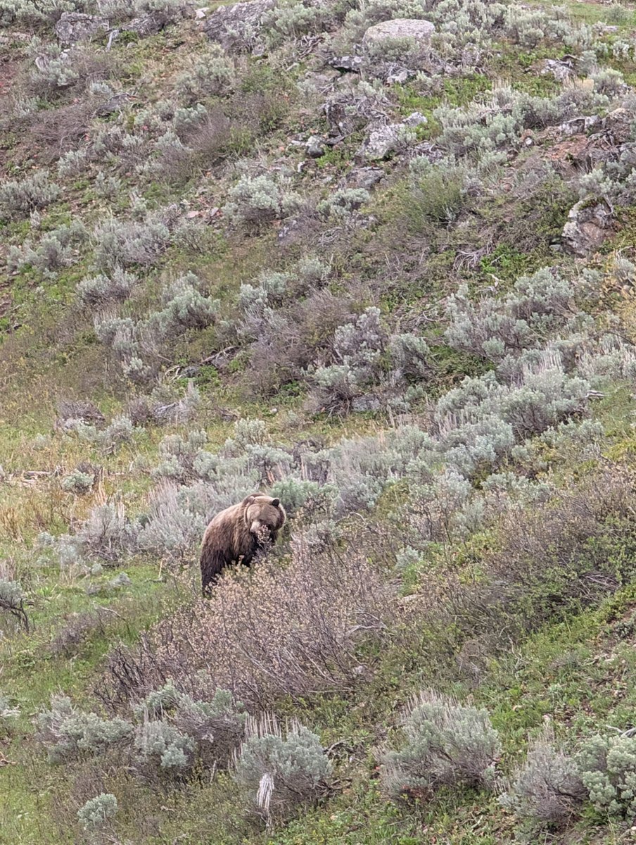 A bear in a wooded landscape