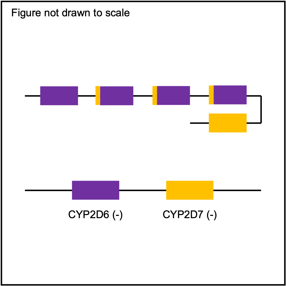 https://raw.githubusercontent.com/sbslee/pypgx-data/main/dpsv/gene-model-CYP2D6-10.png