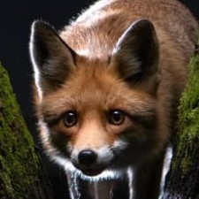 Avatar for Patrick Jankun from gravatar.com