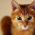 Avatar for mauricelam from gravatar.com