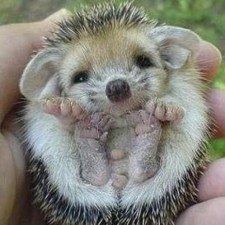 Avatar for André Carneiro from gravatar.com