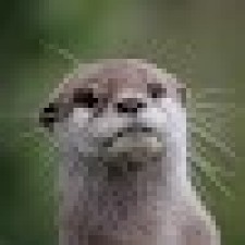 Avatar for Choiril Kurniawan from gravatar.com