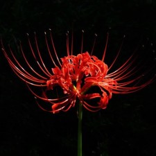 Avatar for Farshad Hasanpour from gravatar.com