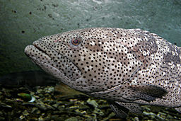 Malabar grouper melb aquarium