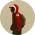 Avatar for tonegas from gravatar.com