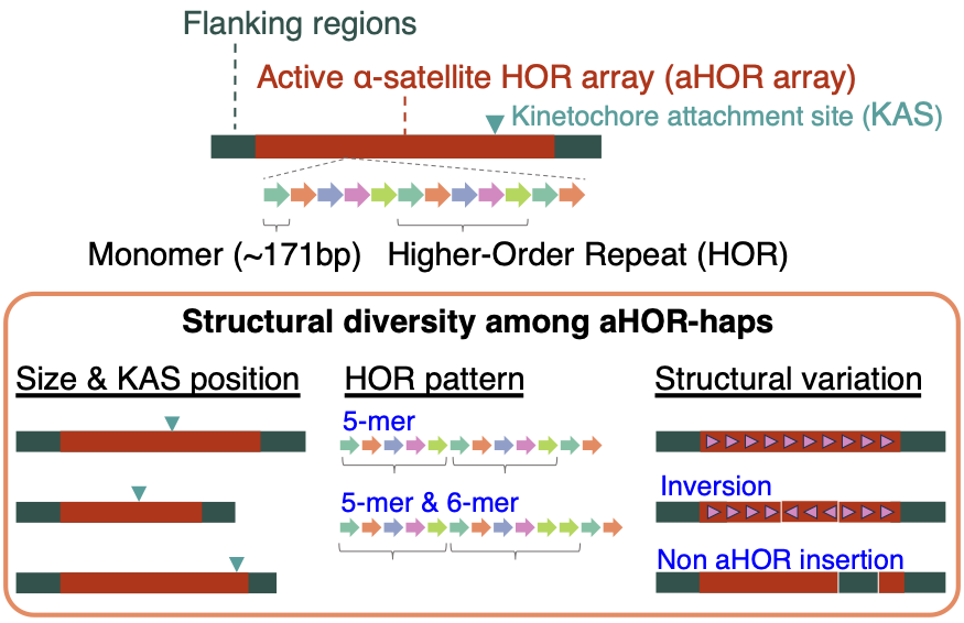 Active alpha satellite HOR arrays and structural diversity among centromere haplotypes