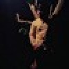Avatar for Riken from gravatar.com