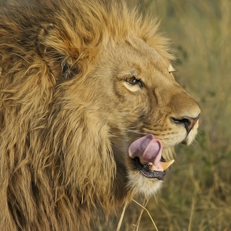 Smart cropped lion