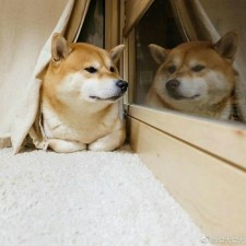 Avatar for Chai from gravatar.com