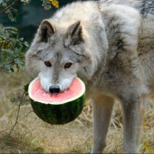 Avatar for anzev from gravatar.com