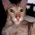 Avatar for luabagg from gravatar.com