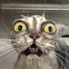 Avatar for Dima Ryazanov from gravatar.com