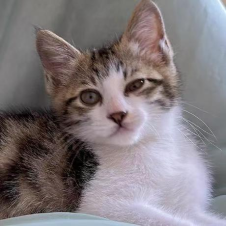 Avatar for Tao Xiang from gravatar.com