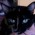 Avatar for chriscauley from gravatar.com