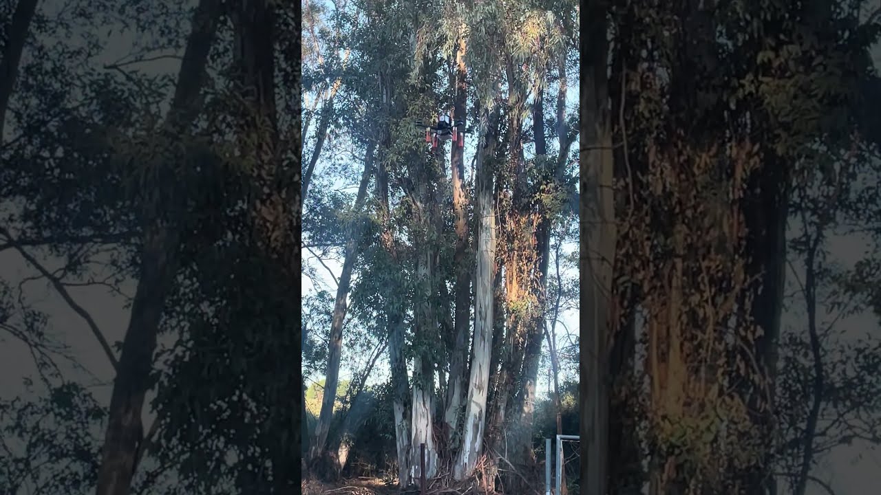 Langostino autonomous flight