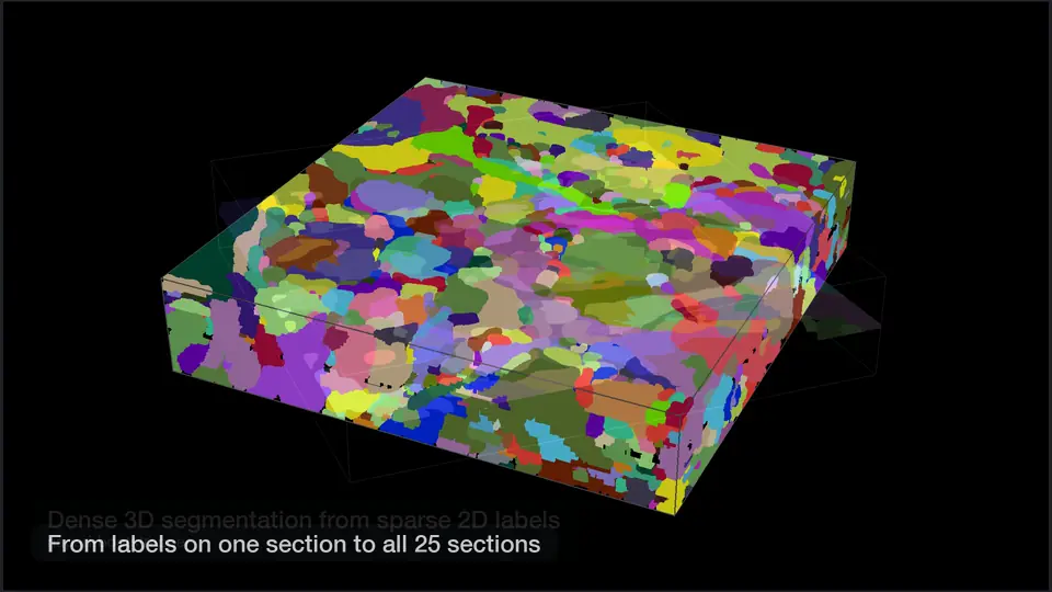 Labels on one section of CREMI C, a 2D model training, and the 3D segmentation that results