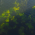 Avatar for tomcatling from gravatar.com