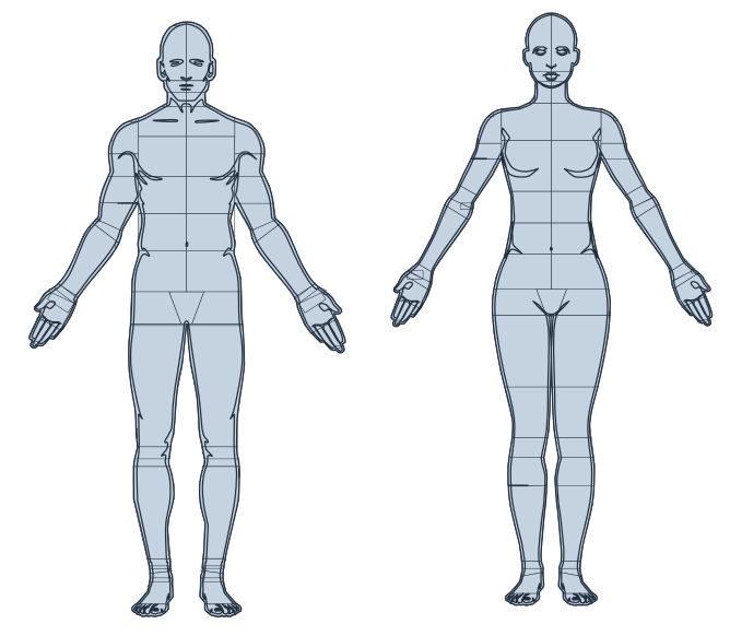 Male and female anatomical model