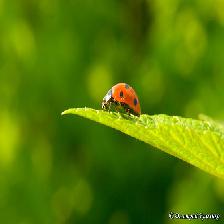 ladybird