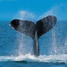 Avatar for mohamed from gravatar.com