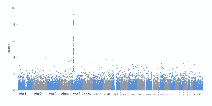 Manhattan plot zooming from the whole genome into an association peak
